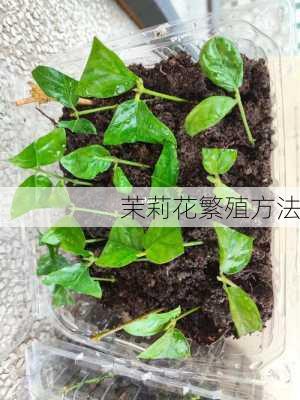 茉莉花繁殖方法