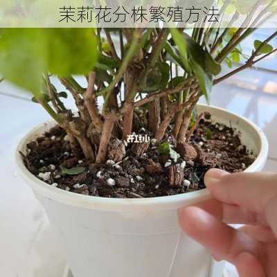 茉莉花分株繁殖方法