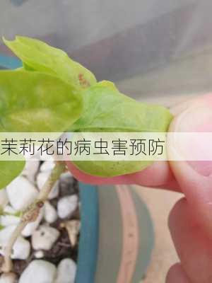 茉莉花的病虫害预防