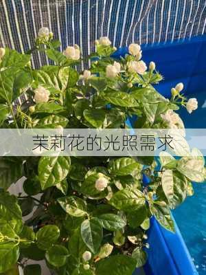 茉莉花的光照需求