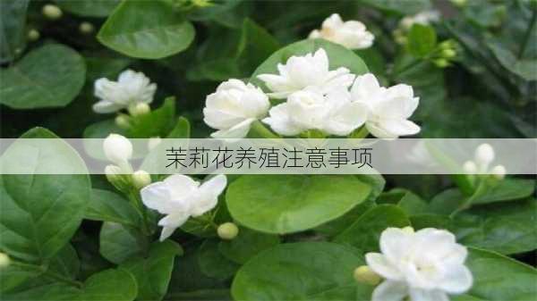 茉莉花养殖注意事项