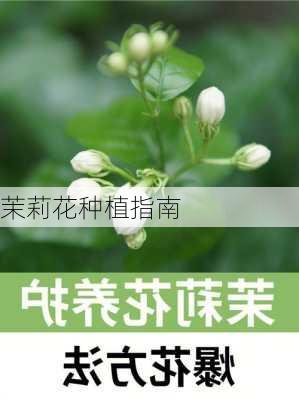 茉莉花种植指南