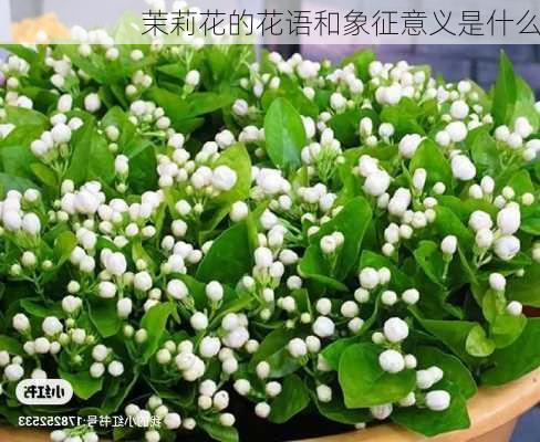 茉莉花的花语和象征意义是什么