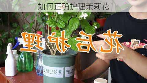 如何正确护理茉莉花