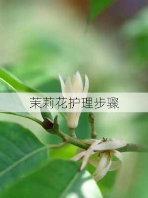 茉莉花护理步骤