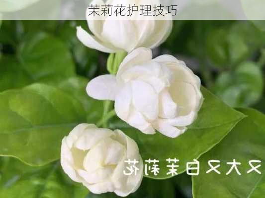 茉莉花护理技巧