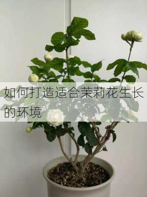 如何打造适合茉莉花生长的环境