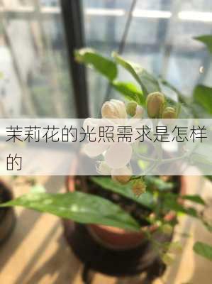 茉莉花的光照需求是怎样的