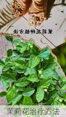 茉莉花治疗方法