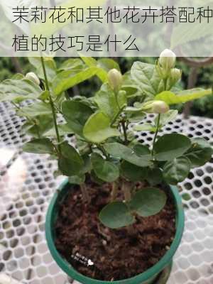 茉莉花和其他花卉搭配种植的技巧是什么