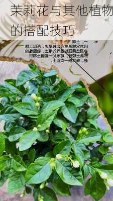 茉莉花与其他植物的搭配技巧