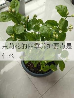 茉莉花的四季养护要点是什么