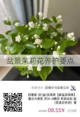 盆景茉莉花养护要点