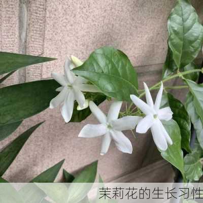 茉莉花的生长习性