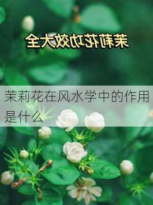 茉莉花在风水学中的作用是什么