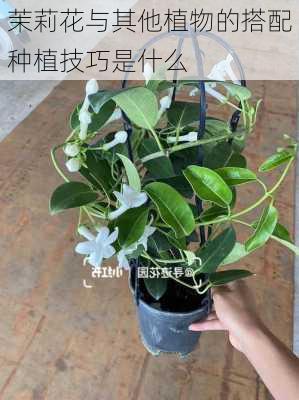 茉莉花与其他植物的搭配种植技巧是什么