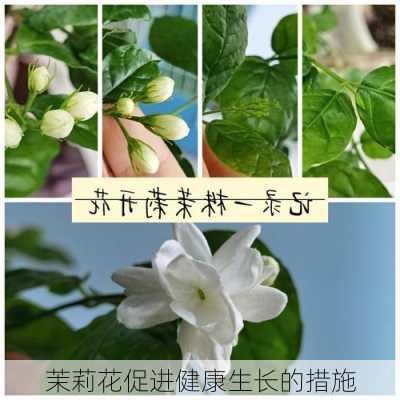 茉莉花促进健康生长的措施