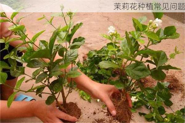 茉莉花种植常见问题