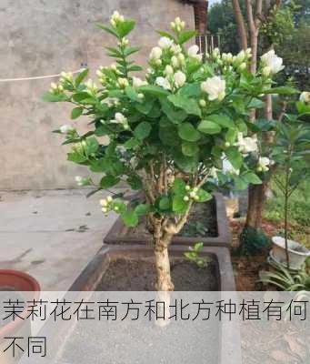 茉莉花在南方和北方种植有何不同