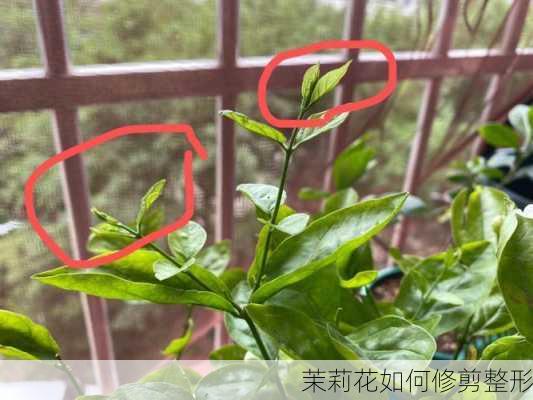 茉莉花如何修剪整形