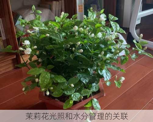 茉莉花光照和水分管理的关联