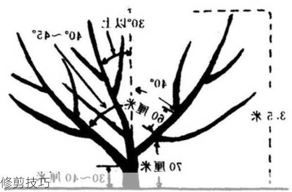 修剪技巧