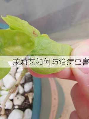 茉莉花如何防治病虫害