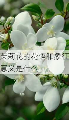 茉莉花的花语和象征意义是什么