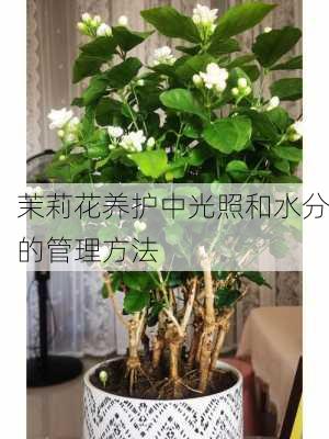 茉莉花养护中光照和水分的管理方法