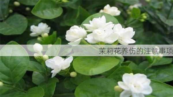 茉莉花养伤的注意事项