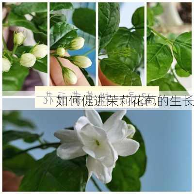 如何促进茉莉花苞的生长