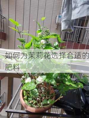 如何为茉莉花选择合适的肥料