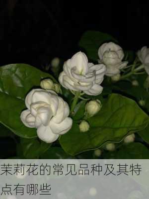 茉莉花的常见品种及其特点有哪些