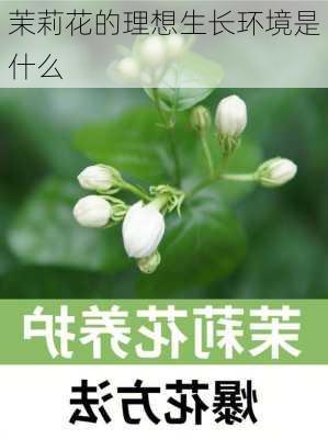 茉莉花的理想生长环境是什么