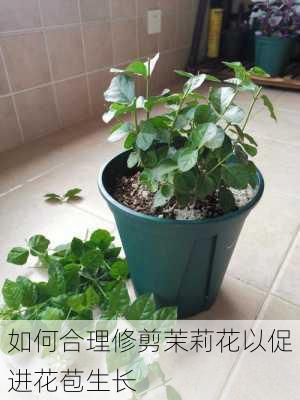 如何合理修剪茉莉花以促进花苞生长