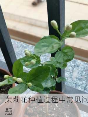 茉莉花种植过程中常见问题