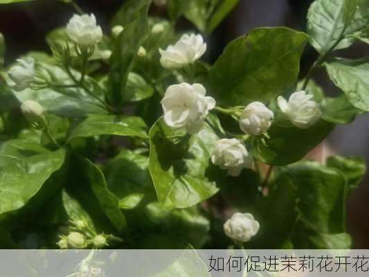 如何促进茉莉花开花