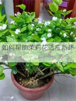 如何帮助茉莉花适应新环境