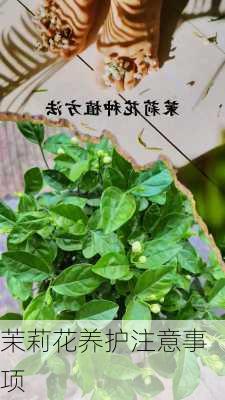 茉莉花养护注意事项