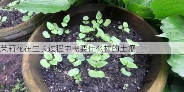 茉莉花在生长过程中需要什么样的土壤