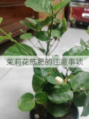 茉莉花施肥的注意事项