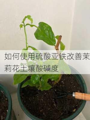 如何使用硫酸亚铁改善茉莉花土壤酸碱度