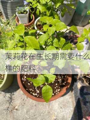 茉莉花在生长期需要什么样的肥料