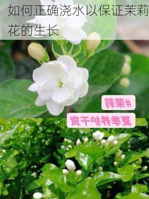 如何正确浇水以保证茉莉花的生长