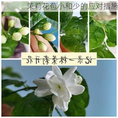 茉莉花苞小和少的应对措施