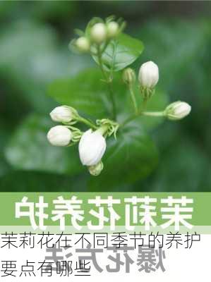 茉莉花在不同季节的养护要点有哪些