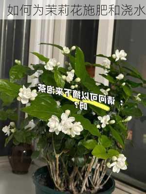 如何为茉莉花施肥和浇水