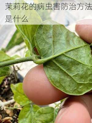 茉莉花的病虫害防治方法是什么