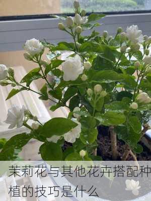 茉莉花与其他花卉搭配种植的技巧是什么