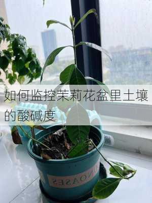 如何监控茉莉花盆里土壤的酸碱度